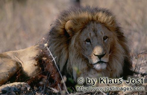 Barbary Lion/Panthera leo leo        Barbary lion in the dry bush        captive                