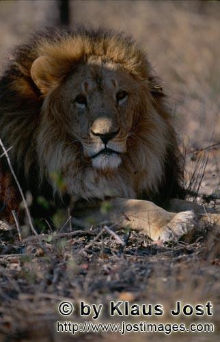 Barbary Lion/Panthera leo Leo        Dormant big cat Barbary lion