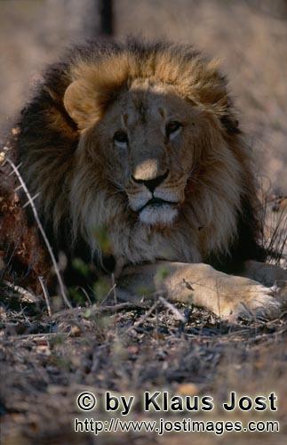 Barbary Lion/Panthera leo leo        Berber lion frontal        captive        