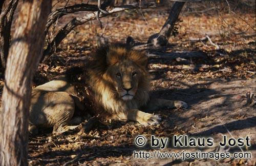 Barbary Lion/Berber Loewe/Panthera leo leo        Barbary lion (Panthera leo leo)        captive        