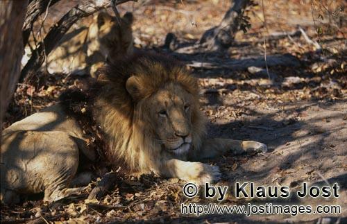 Barbary Lion/Berber Loewe/Panthera leo leo   Berber Loewe im schattigen Bereich der Baueme<br /