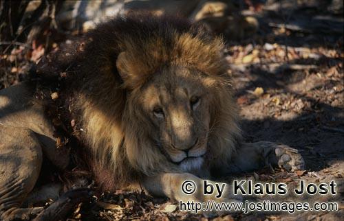 Barbary Lion/Berber Loewe/Panthera leo leo   Die Maehne des Berber Loewen leuchtet aus dem Scha