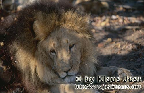 Barbary Lion/Berberloewe/Panthera leo leo        Barbary lion (Panthera leo leo)        captive          