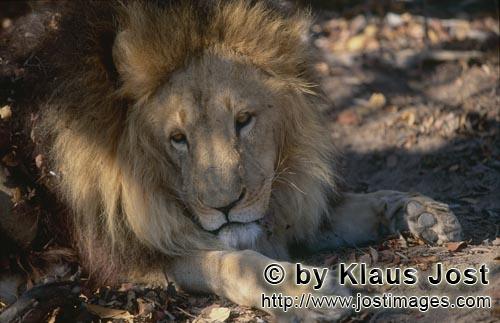 Barbary Lion/Panthera leo leo        Barbary lion resting on leaves        captive                