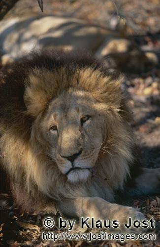 Barbary Lion/Berberloewe/Panthera leo leo        Barbary lion (Panthera leo leo)             