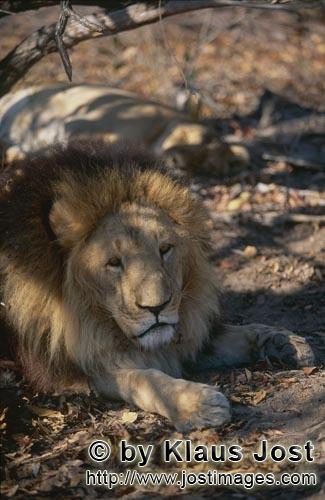Barbary Lion/Panthera leo Leo        Barbary lion under a tree        captive    