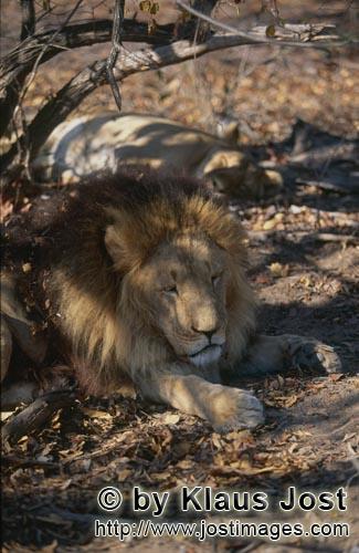 Barbary Lion/Panthera leo Leo        Barbary lion in the shade of a tree        captive