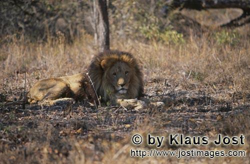 Barbary Lion/Berber Loewe/Panthera leo leo        Barbary lion     