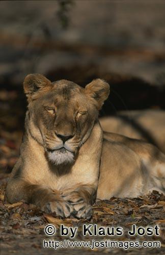 Barbary Lion/Panthera leo leo        Female Barbary lion sleeps