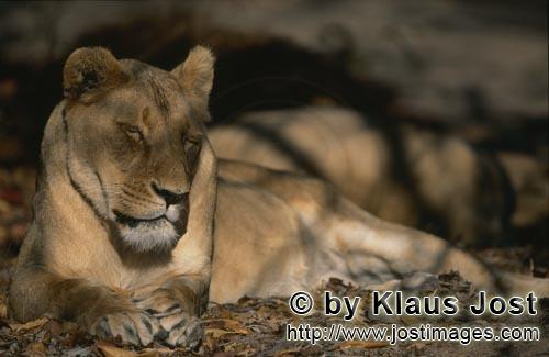 Barbary Lion/Berber Loewe/Panthera leo Leo        Female Barbary lion     
