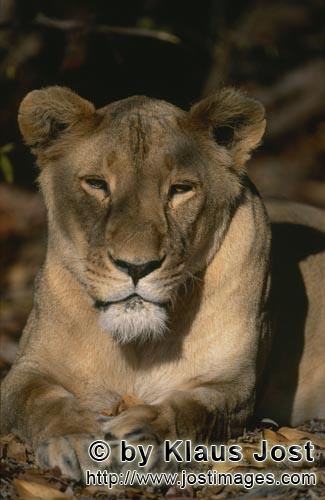 Barbary Lion/Panthera leo leo        Sleepy Female Barbary lion
