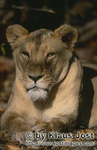Barbary Lion/Panthera leo leo        Female Barbary Lion in the shade of a tree            