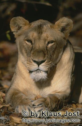 Barbary Lion/Panthera leo leo        Big Cat Barbary lion        captive            