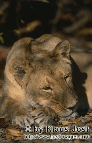 Barbary Lion/Berber Loewe/Panthera leo leo        Relaxed Female Barbary lion    
