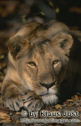Barbary Lion/Panthera leo leo        Deep Relaxed Female Barbary lion         captive