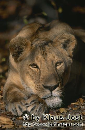 Barbary Lion/Panthera leo leo        Female Barbary Lion Panthera leo leo         captive                
