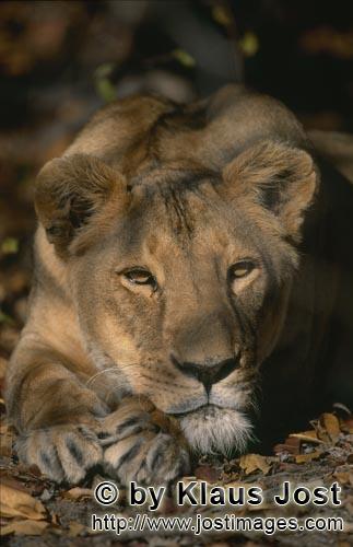 Barbary Lion/Panthera leo Leo        Female Barbary lion resting        captive