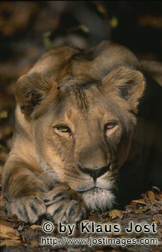Barbary Lion/Panthera leo leo        Female Barbary lion relaxes after cat art        captive    