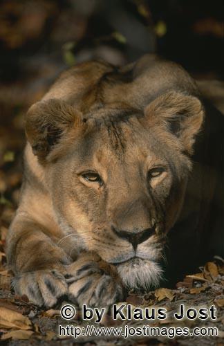 Barbary Lion/Panthera leo leo        Female Barbary lion look interested