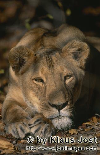Barbary Lion/Panthera leo leo        Eye to eye with a Female Barbary lion        captive                