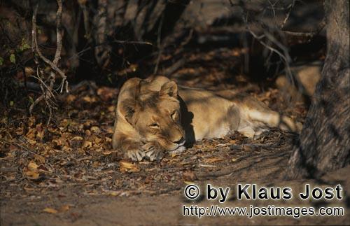Barbary Lion/Panthera leo leo        Female Barbary Lion has found a little shadow        captive      
