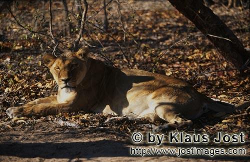 Barbary Lion/Berber Loewe/Panthera leo leo      Muede Berber Loewin erholt sich    <br 