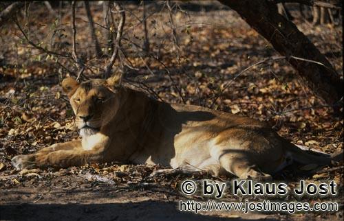 Barbary Lion/Berber Loewe/Panthera leo leo      Berber Loewin liegend unter einem Baum<br /