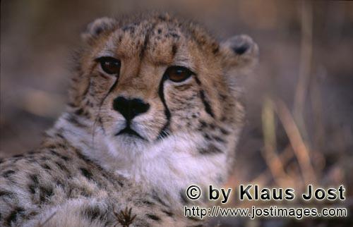 Cheetah/Acinonyx jubatus        Young cheetah Portrait         captive        