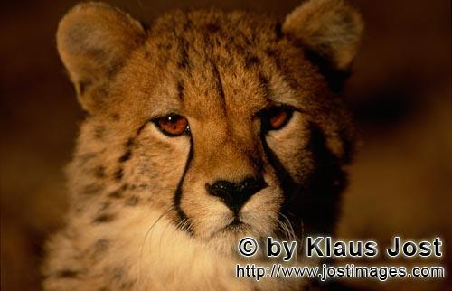 Cheetah/Acinonyx jubatus        Young Cheetah in the early morning light         captive            