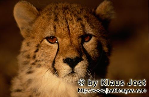 Cheetah/Acinonyx jubatus        Young Cheetah at sunrise         captive            