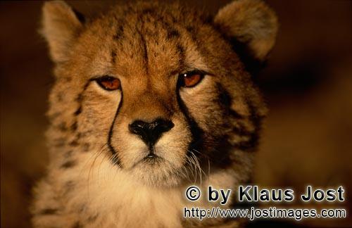 Cheetah/Gepard/Acinonyx jubatus        Curious young cheetah         captive                