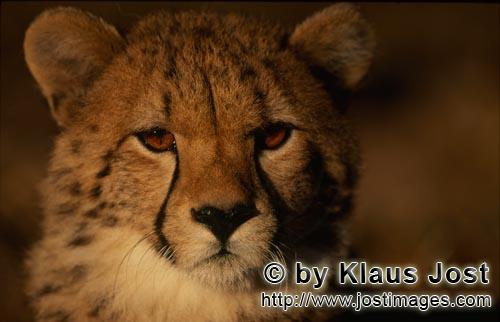 Cheetah/Gepard/Acinonyx jubatus   Beeindruckender junger Gepard    young cheetah    cap