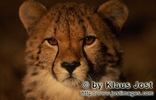 Cheetah/Acinonyx jubatus        Attentive young cheetah        captive                