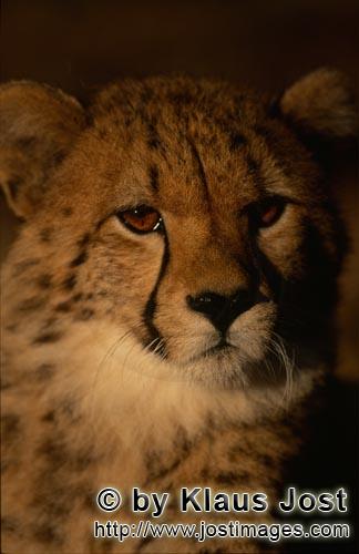 Cheetah/Acinonyx jubatus        The eyes of the young cheetahs glow in the morning light         cap