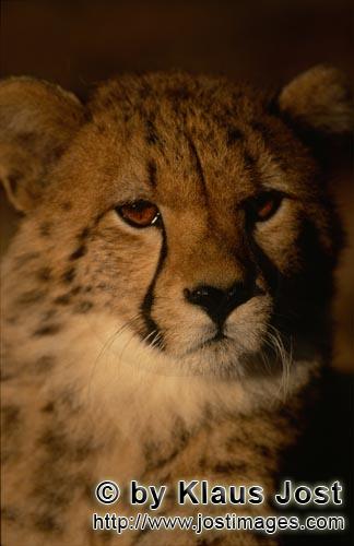 Cheetah/Acinonyx jubatus        Interested young Cheetah         captive        