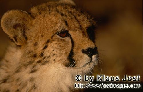 Cheetah/Gepard/Acinonyx jubatus   Junger Gepard    Portrait young cheetah    captive<br