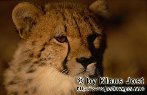 Cheetah/Gepard/Acinonyx jubatus   Junger Gepard schaut interessiert   Portrait young cheeta