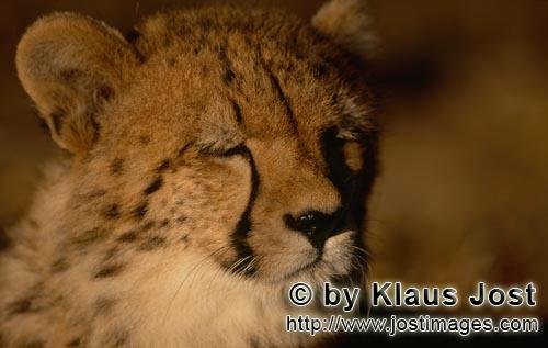 Cheetah/Gepard/Acinonyx jubatus   Portraet junger Gepard    Portrait young cheetah    c