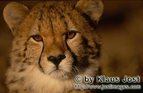 Cheetah/Gepard/Acinonyx jubatus   Junger Gepard - Auge in Auge   Young cheetah    capti