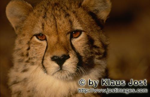 Cheetah/Gepard/Acinonyx jubatus   Eindrucksvolles Portraet eines jungen Geparden    Portrai