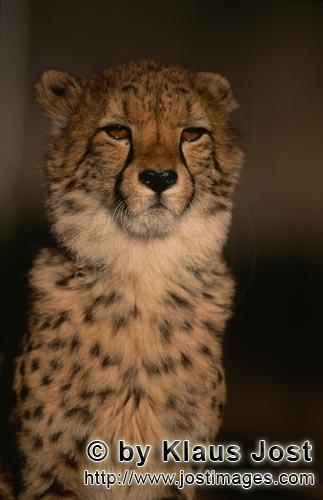 Cheetah/Acinonyx jubatus        Imposing Cheetah Portrait        captive                
