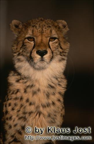 Cheetah/Acinonyx jubatus        Beautiful elegant cat Cheetah         captive        