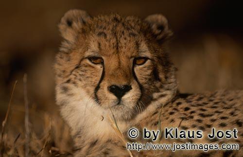Cheetah/Gepard/Acinonyx jubatus   Schoene Katze Gepard    Cheetah    captive   <br 