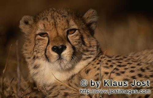 Cheetah/Gepard/Acinonyx jubatus   Schoene Großkatze Gepard    Cheetah    captive<