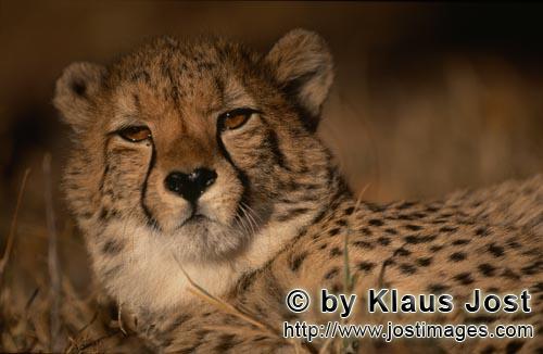 Cheetah/Acinonyx jubatus        Cheetah - portrait of a big cat         captive            