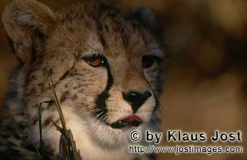Cheetah/Acinonyx jubatus        Beautiful big cat Cheetah         captive            