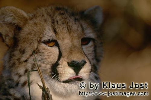 Cheetah/Gepard/Acinonyx jubatus        Cheetah - portrait of an elegant big cat         captive        