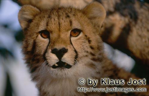 Cheetah/Acinonyx jubatus        Grim looking Cheetah         captive            