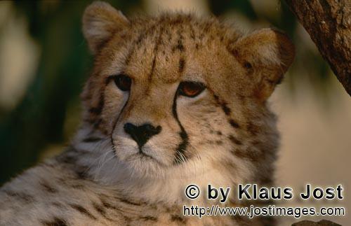 Cheetah/Gepard/Acinonyx jubatus   Erstaunt schaut der Gepard    Cheetah    captive<br /