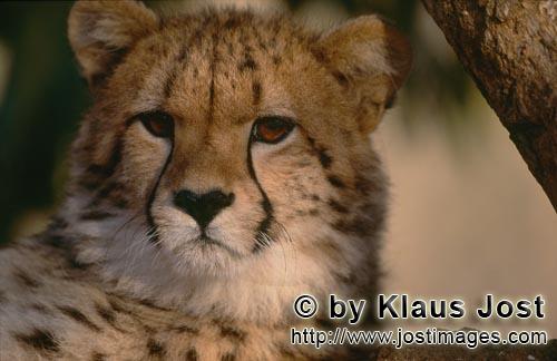 Cheetah/Gepard/Acinonyx jubatus   Erstaunter Gepard    Cheetah    captive      